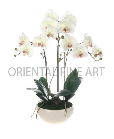 T-06-352-CRM 
BIG PHALAENOPSIS