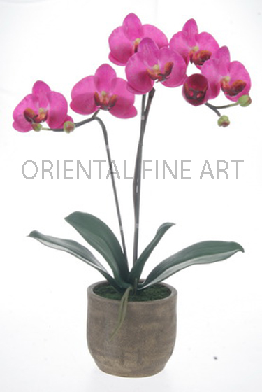 CR-61145-N 
PHALAENOPSIS