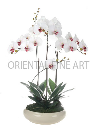 CRB-277-CRM   (70951263) 
BIG PHALAENOPSIS