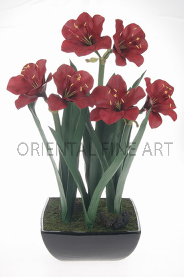 CCL-10-268-B, 
AMARYLLIS