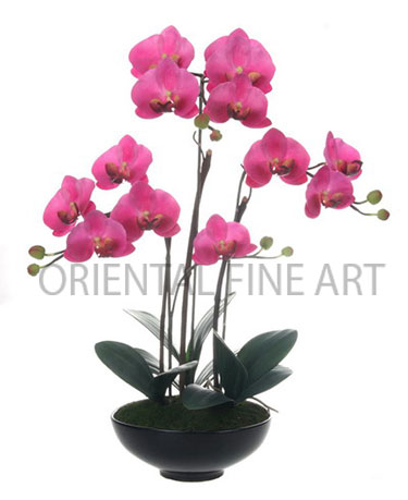 CR-408-B 
PHALAENOPSIS
