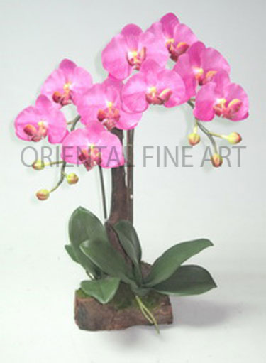 WR-46-N. 
PHALAENOPSIS