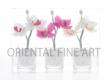 PHALAENOPSIS SET