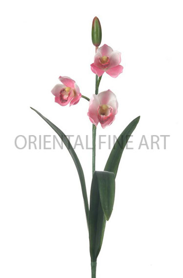 PY-0294-N 
CYMBIDIUM