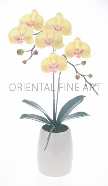 ARMC-57168-CRM, 
PHALAENOPSIS