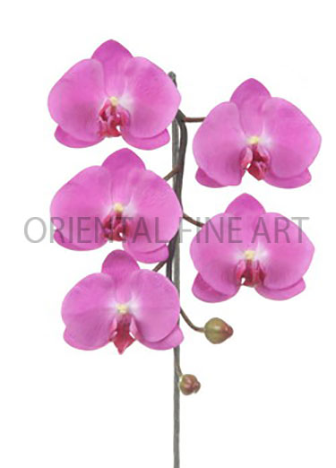 PY-0280-N 
 PHALAENOPSIS x 5 W / 2 BUD