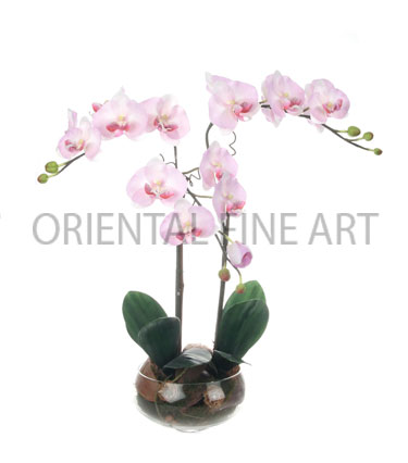 BRL-182-N 
PHALAENOPSIS