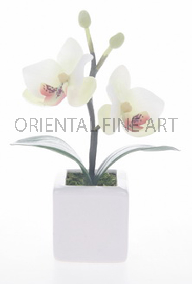 ARMC-58001-W.. 
PHALAENOPSIS