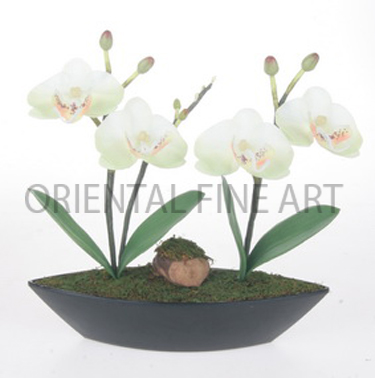 CR-59134-B 
PHALAENOPSIS