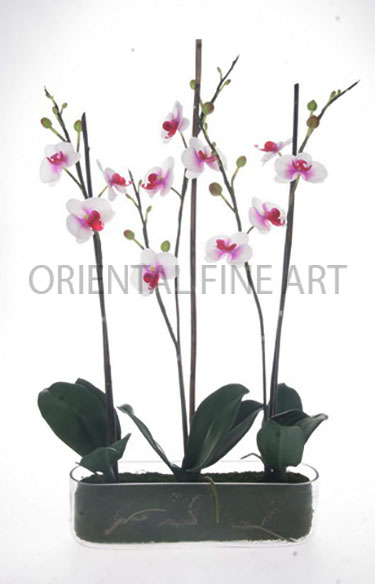 ARMC-57104-N 
PHALAENOPSIS