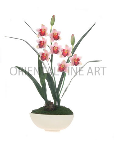 CR-305-CRM 
CYMBIDIUM