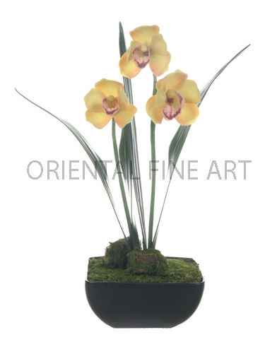 CCS-6-275-B 
CYMBIDIUM