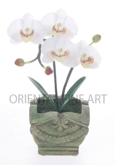 CR-60123-N 
PHALAENOPSIS