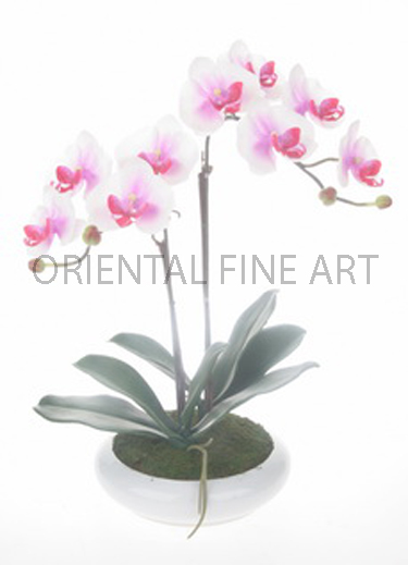 ARMC-57049-W 
PHALAENOPSIS