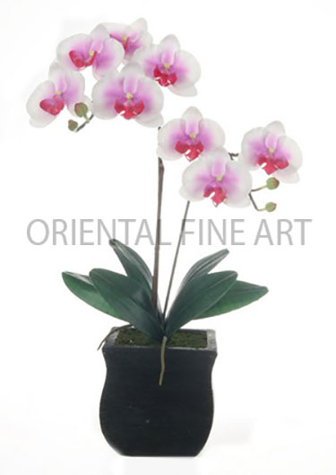 CRJ-481-N 
PHALAENOPSIS