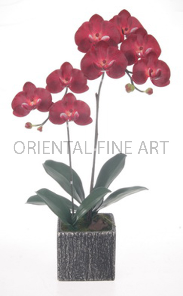 CR-462-BM 
PHALAENOPSIS