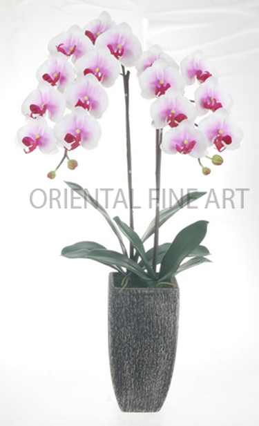 CR-61118-B 
PHALAENOPSIS