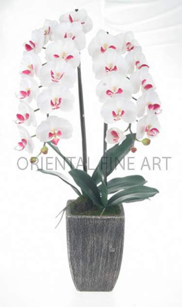 CR-60140-B 
PHALAENOPSIS