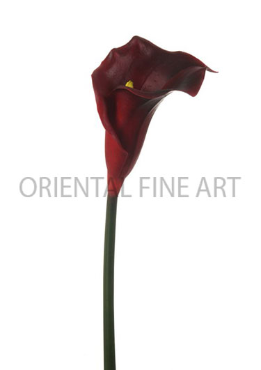 PT-0310-N 
CALLA LILY