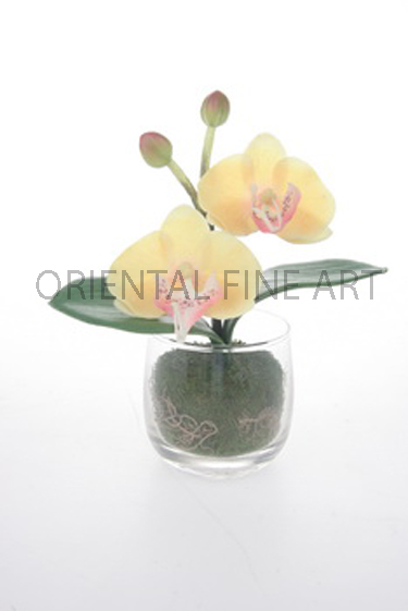 GW-572-N 
PHALAENOPSIS