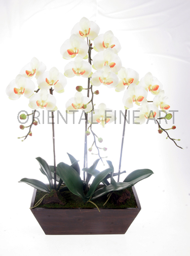 ARMC-57192-N... 
PHALAENOPSIS