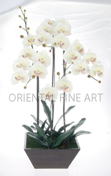 CR-60137-N 
BIG PHALAENOPSIS