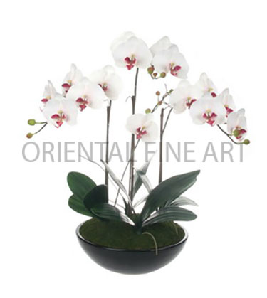 CR-265-B 
BIG PHALAENOPSIS