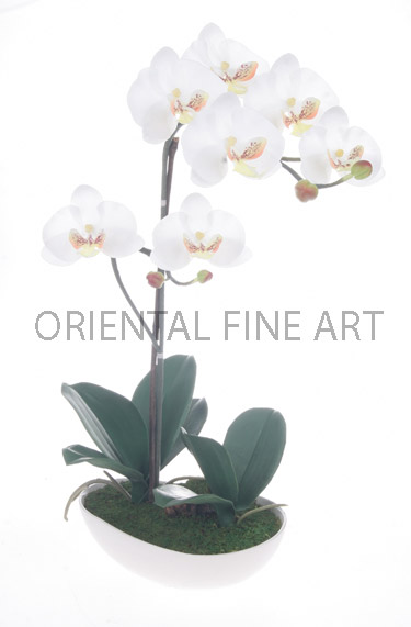 CR-59119-W, 
PHALAENOPSIS