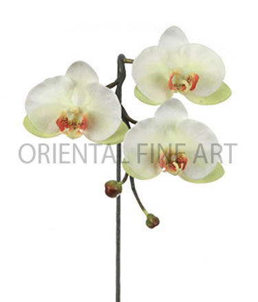 PY-0138-N 
PHALAENOPSIS x 3 W / 2 BUD