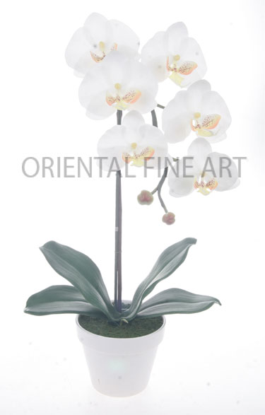 ARMC-57207-W 
PHALAENOPSIS