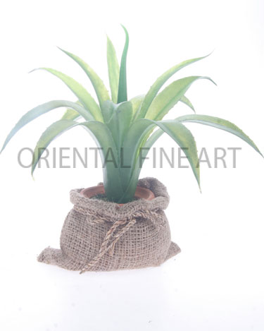 ARMC-57212-N 
CACTUS