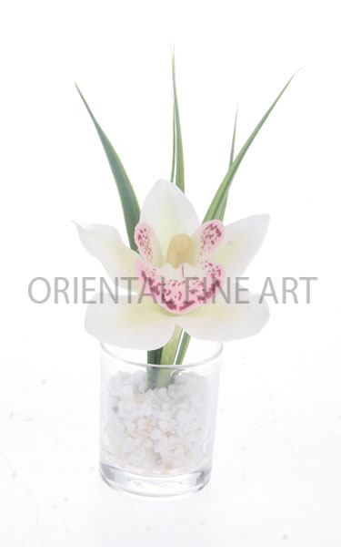 CL-509-N 
CYMBIDIUM