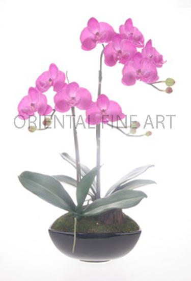 ARMC-57041-B.... 
PHALAENOPSIS