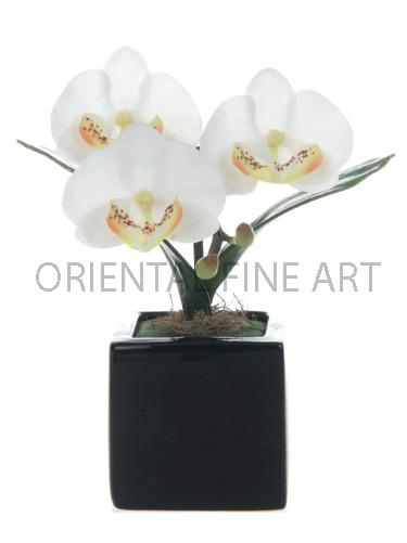 CR-40-P. 
PHALAENOPSIS