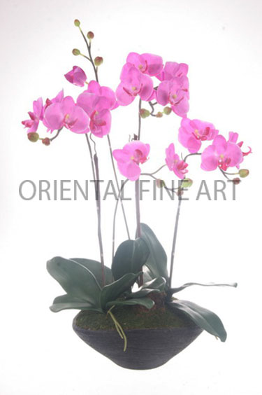 ARMC-57051-B 
PHALAENOPSIS