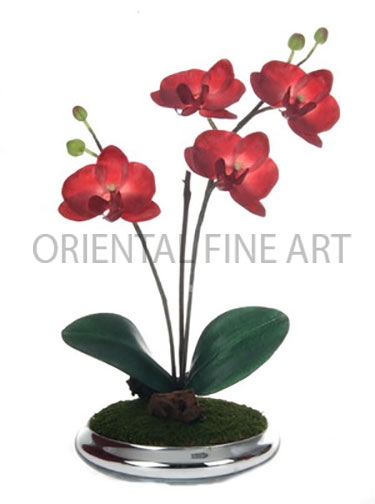 GCR-525-S 
PHALAENOPSIS