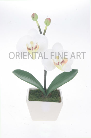 ARMC-57133-CRM 
PHALAENOPSIS