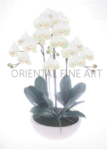 ARMC-57050-W. 
PHALAENOPSIS