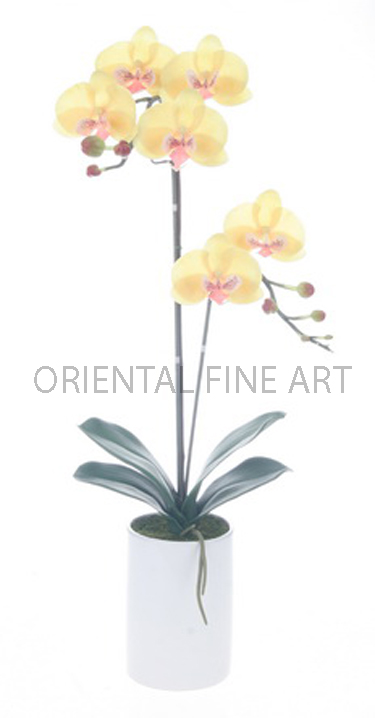 CR-60128-W 
PHALAENOPSIS