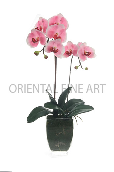 ARMC-57091-N 
PHALAENOPSIS