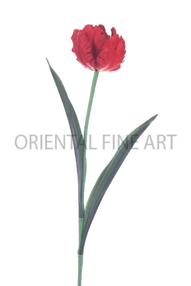 PT-0030-N 
PARROT TULIP