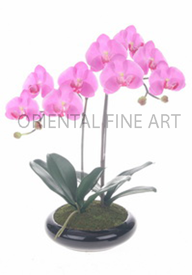 ARMC-57049-B. 
PHALAENOPSIS