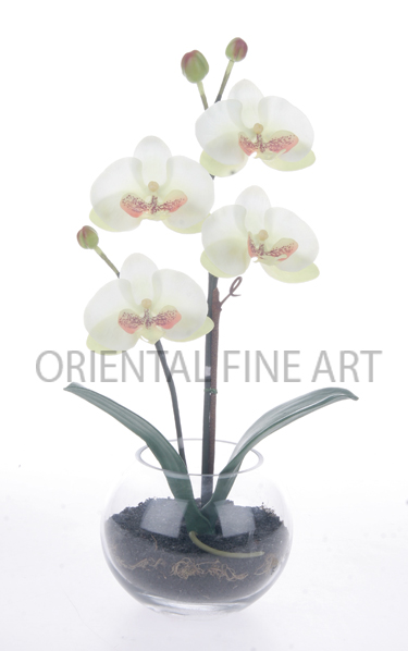 ZCO-754-N 
PHALAENOPSIS