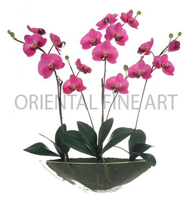 GCR-510-N 
PHALAENOPSIS