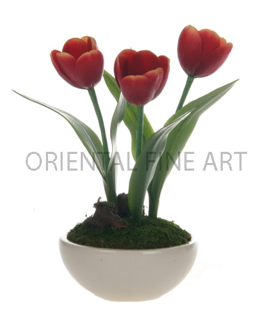 CR-266-W 
TULIP