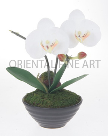 CR-59110-B. 
PHALAENOPSIS