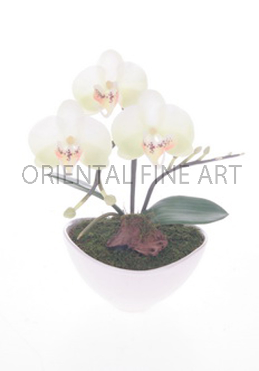 ARMC-57108-W.. 
PHALAENOPSIS