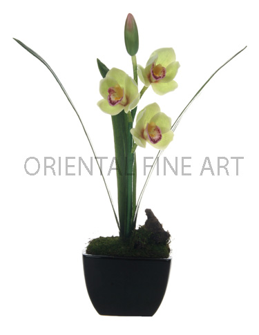 CR-283-B 
CYMBIDIUM