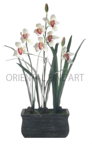 CR-354-B 
CYMBIDIUM