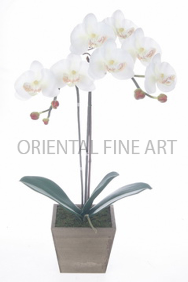 T16-TXF-59192-N 
PHALAENOPSIS